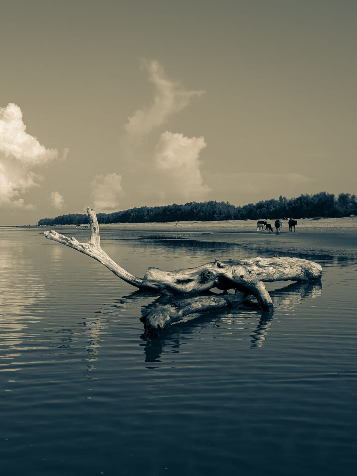 Black and white photo of driftwood in shallow water