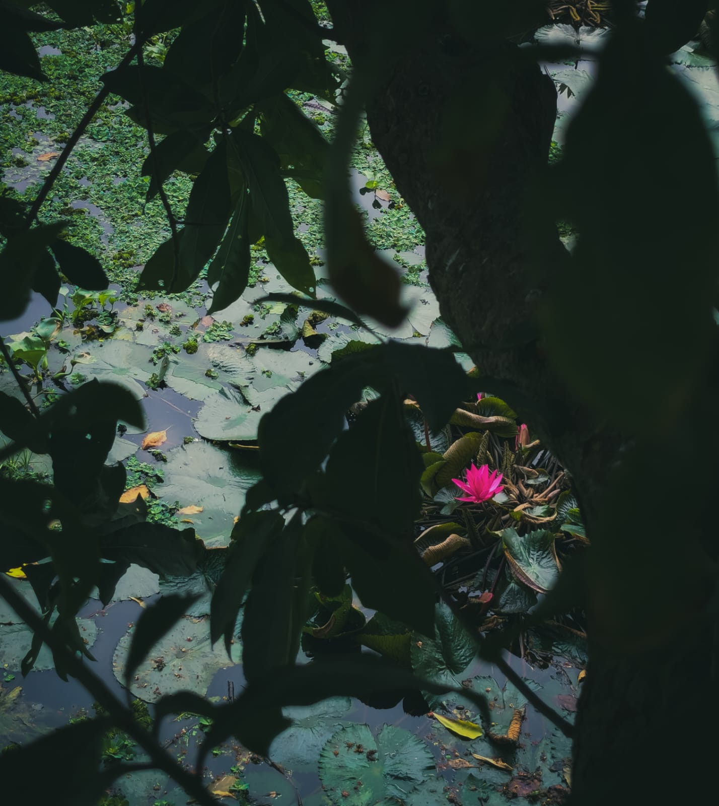 Pink water lily seen through dark foliage