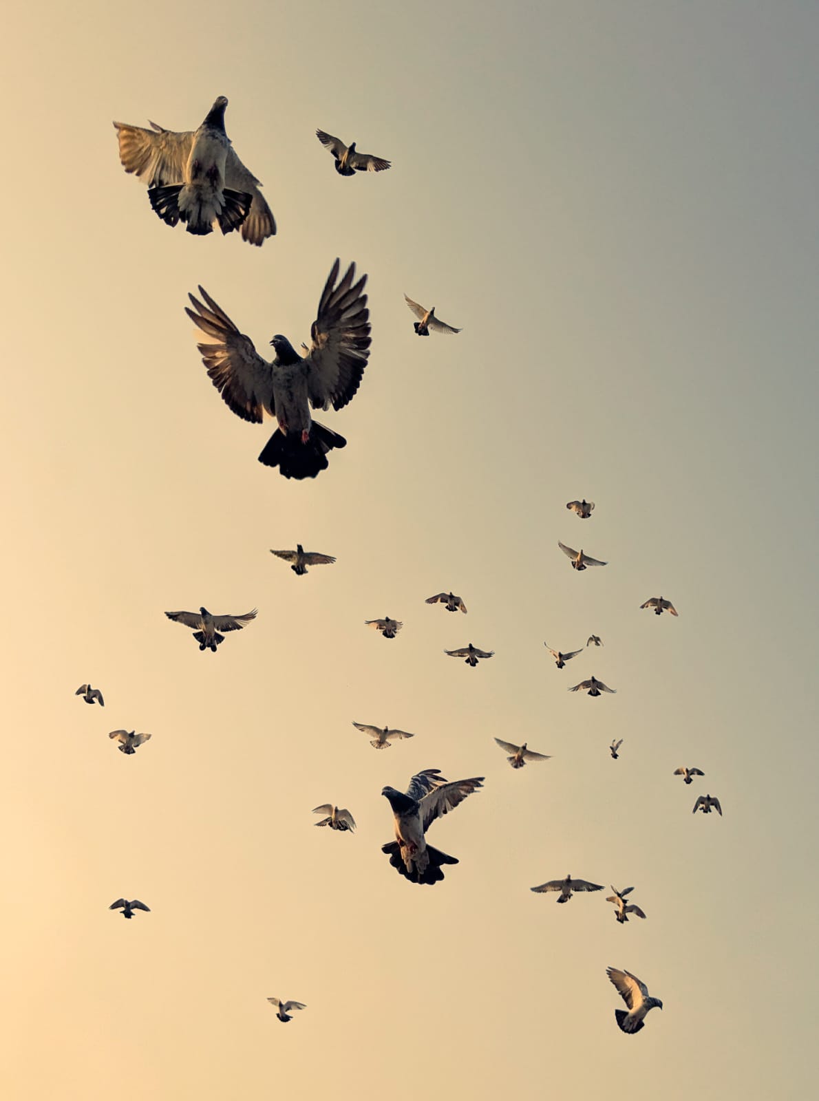 Flock of pigeons in flight against a dusk sky